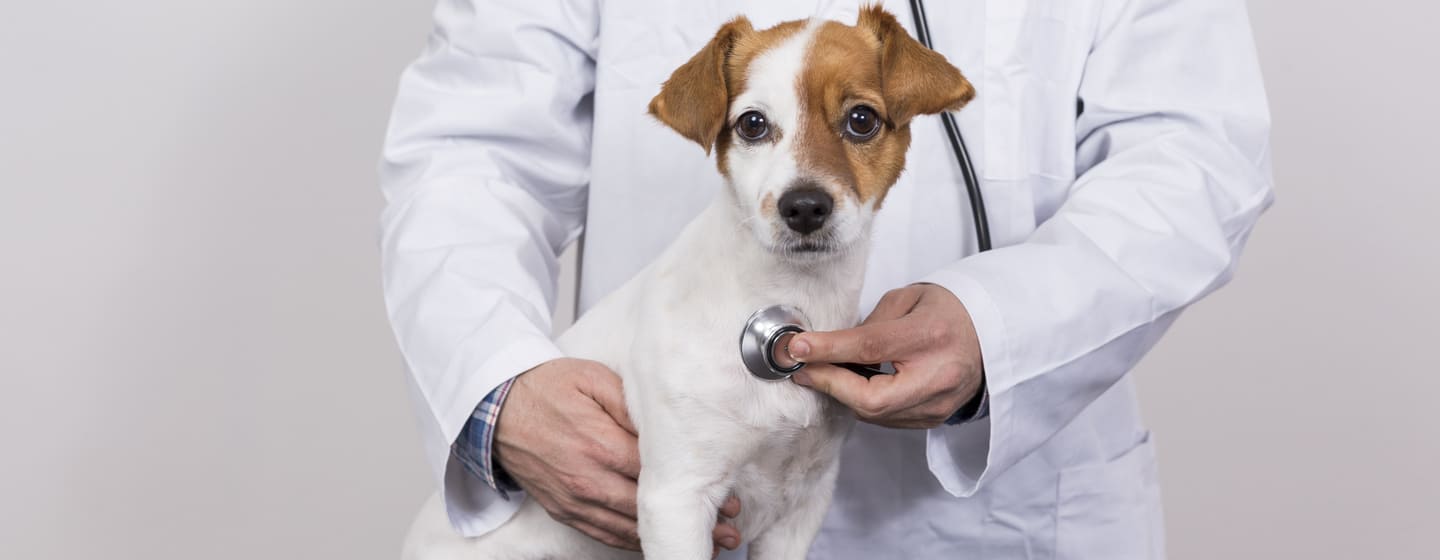 Heart Murmur in Dogs Symptoms, Causes & Treatment